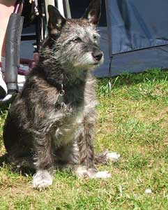 Our Dog