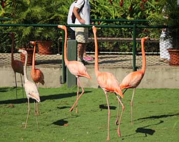 Flamingoes