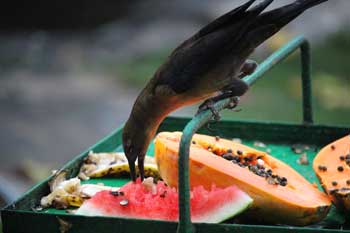 Bird feeder