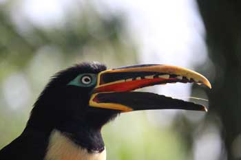 Toucan