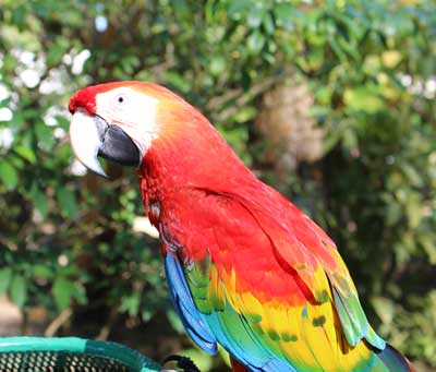 Parrot