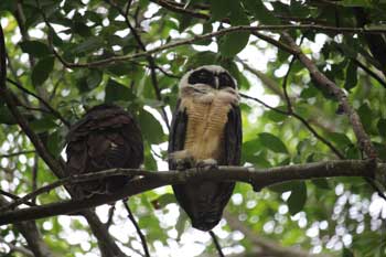 Owls
