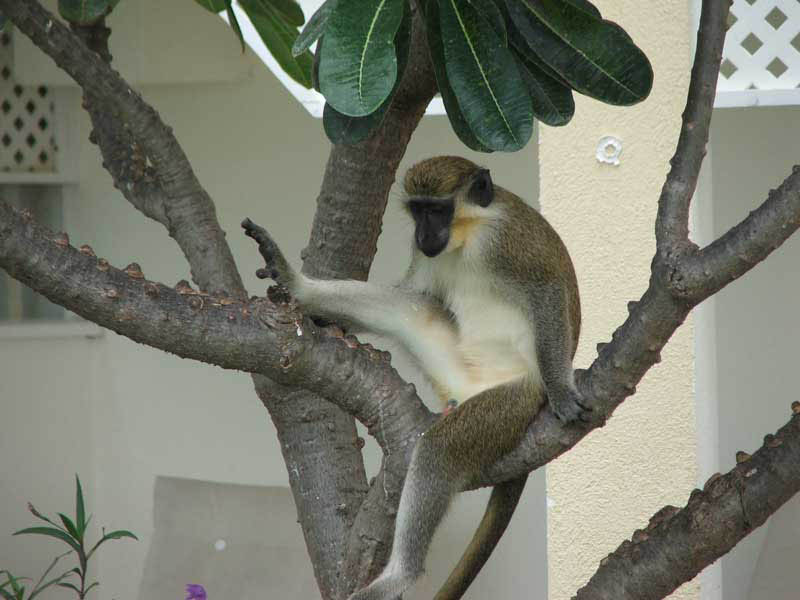 Barbados_08