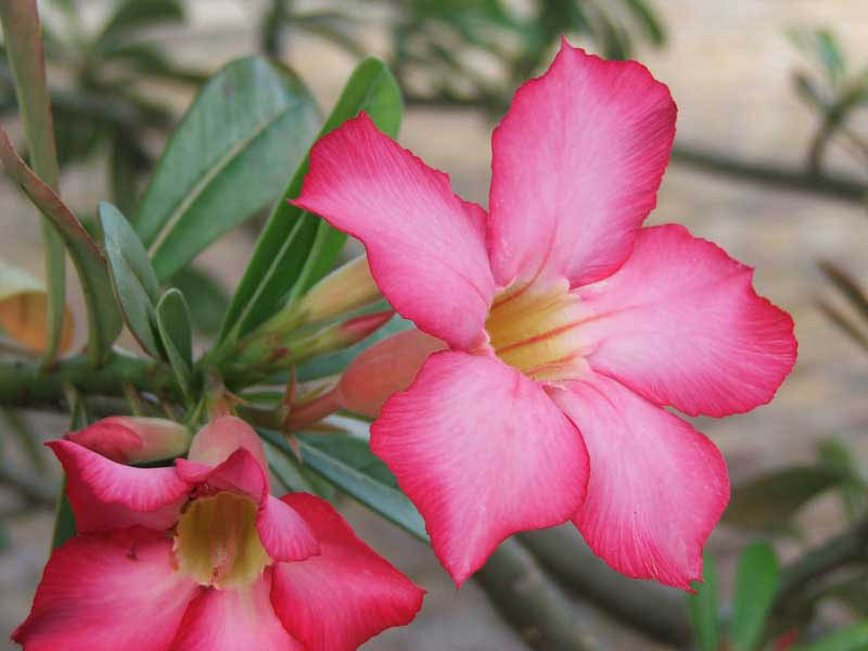 Barbados_13
